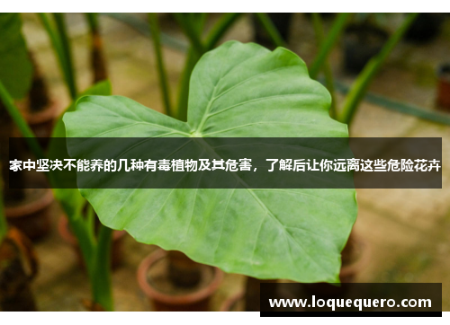 家中坚决不能养的几种有毒植物及其危害，了解后让你远离这些危险花卉