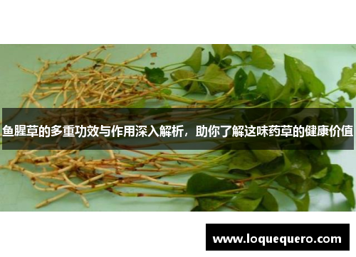 鱼腥草的多重功效与作用深入解析，助你了解这味药草的健康价值